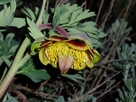 wildflower photo