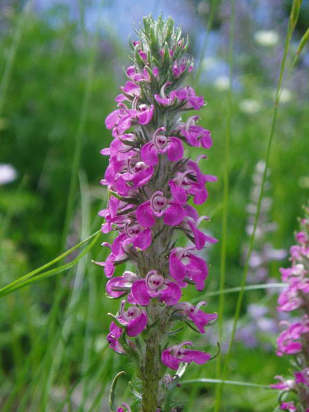 wildflower photo