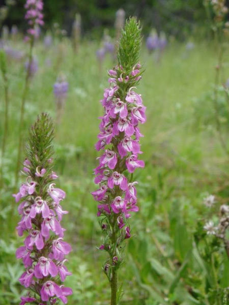 wildflower photo