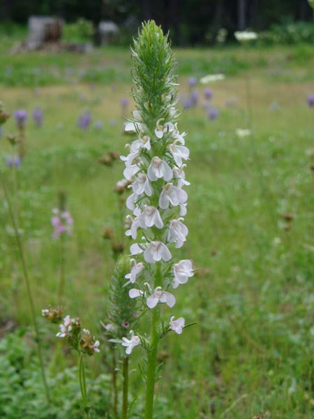 wildflower photo