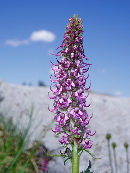 wildflower photo