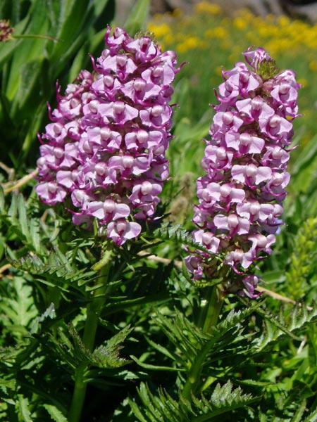 wildflower photo