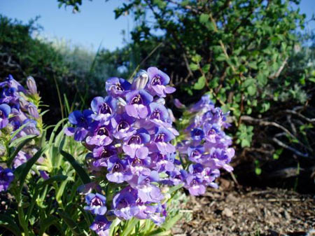 wildflower photo