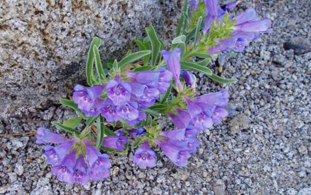 wildflower photo