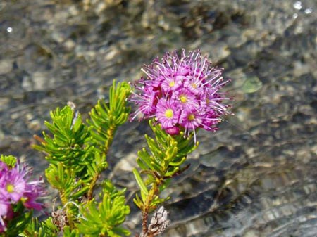 wildflower photo