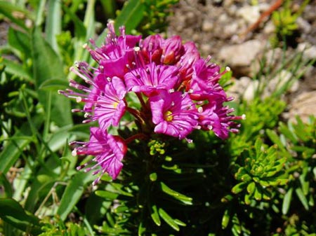 wildflower photo