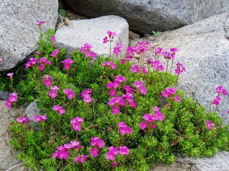 wildflower photo