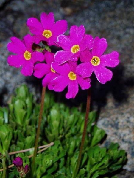 wildflower photo