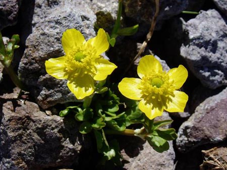 wildflower photo