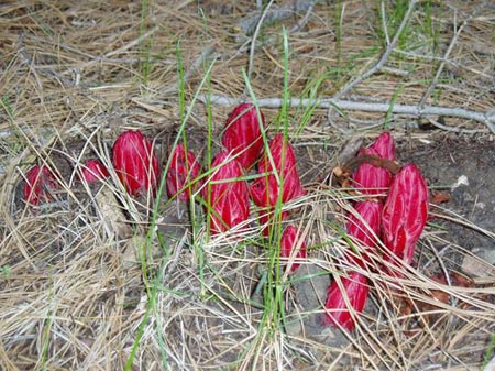 wildflower photo