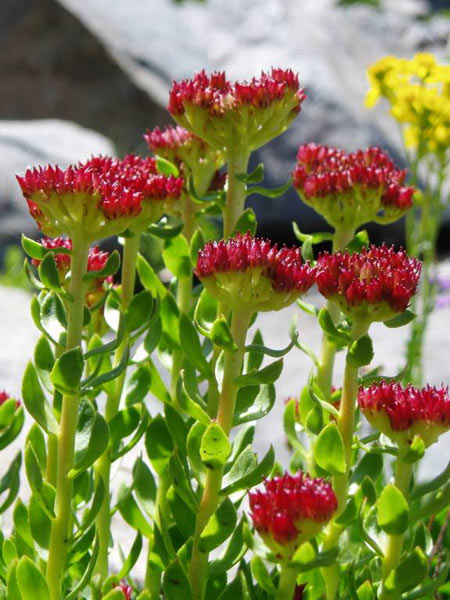 wildflower photo