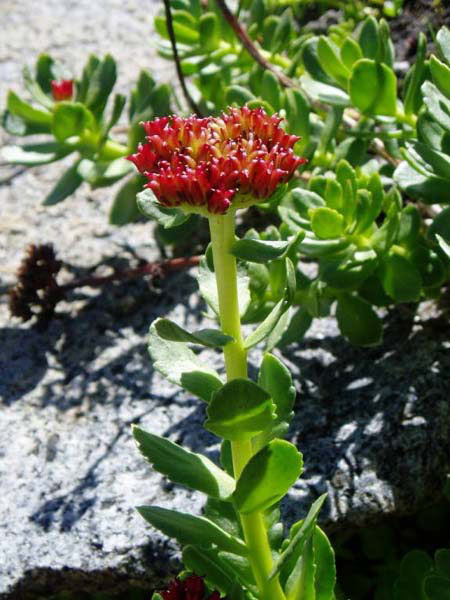 wildflower photo