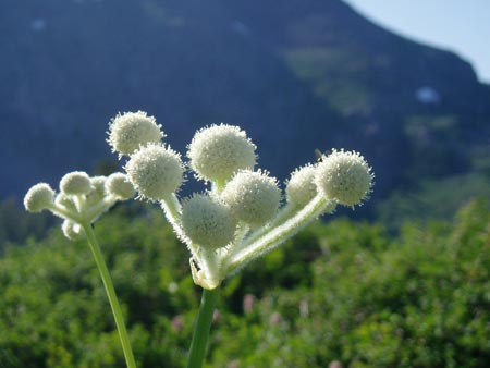 wildflower photo