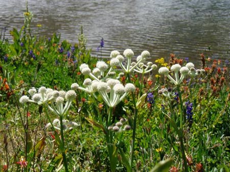 wildflower photo