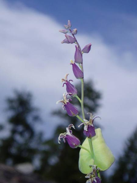 wildflower photo