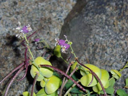 wildflower photo