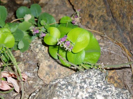 wildflower photo