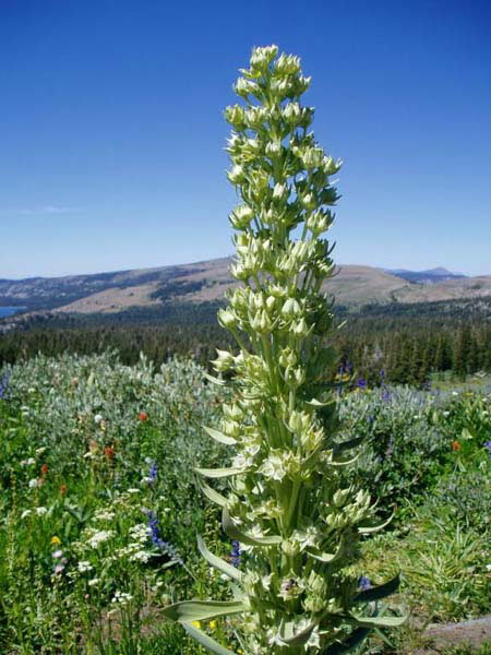 wildflower photo