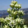 wildflower photo