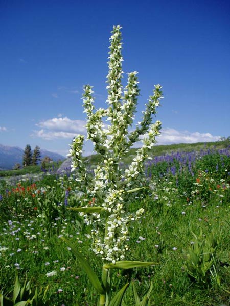 wildflower photo