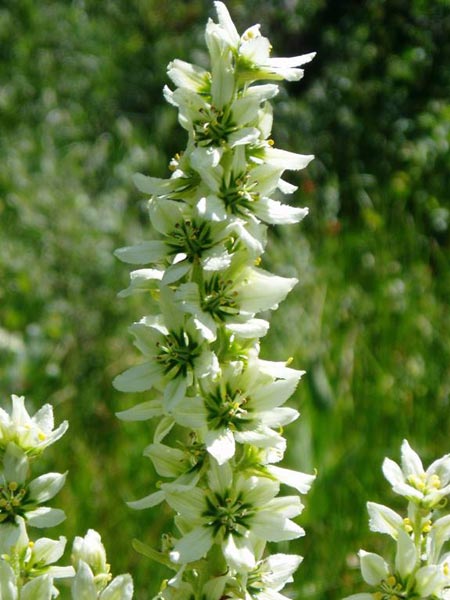 wildflower photo